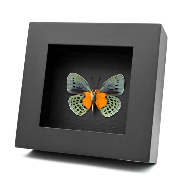 Real metallic butterfly framed taxidermy - Asterope degandii