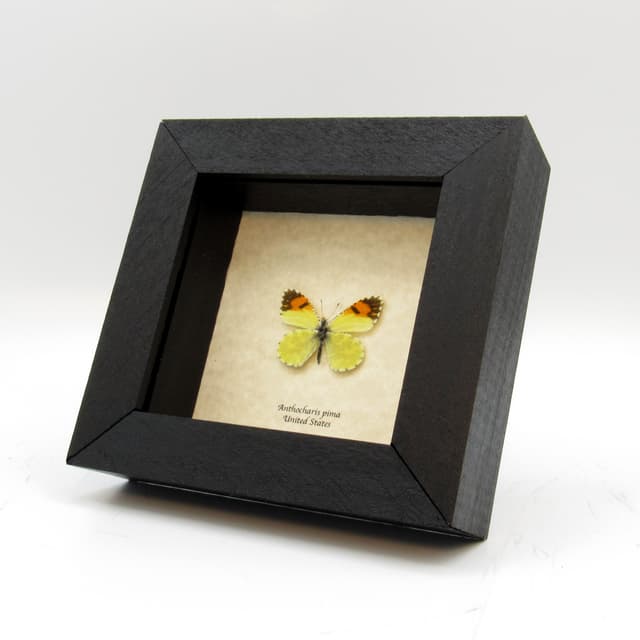 Real tiny Orange-tip butterfly framed taxidermy - Anthocharis pima