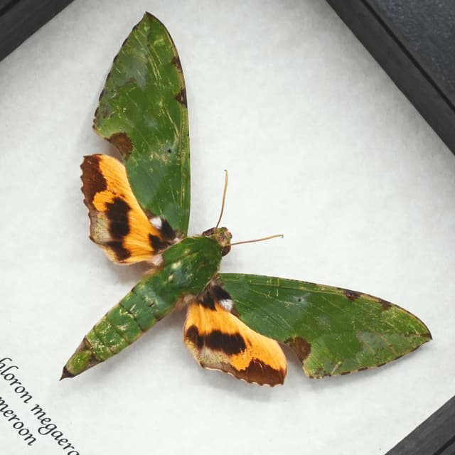 Real XL Green Sphinx moth framed taxidermy - Euchloron megaera - female