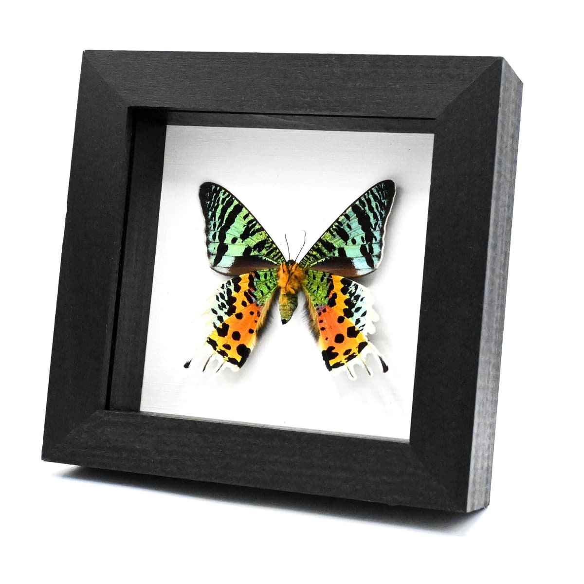 Real Rainbow Sunset moth framed taxidermy - Urania ripheus