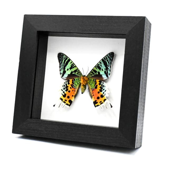 Real Rainbow Sunset moth framed taxidermy - Urania ripheus