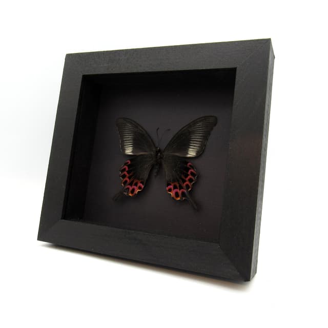 Rare Swallowtail butterfly framed taxidermy - Papilio hoppo