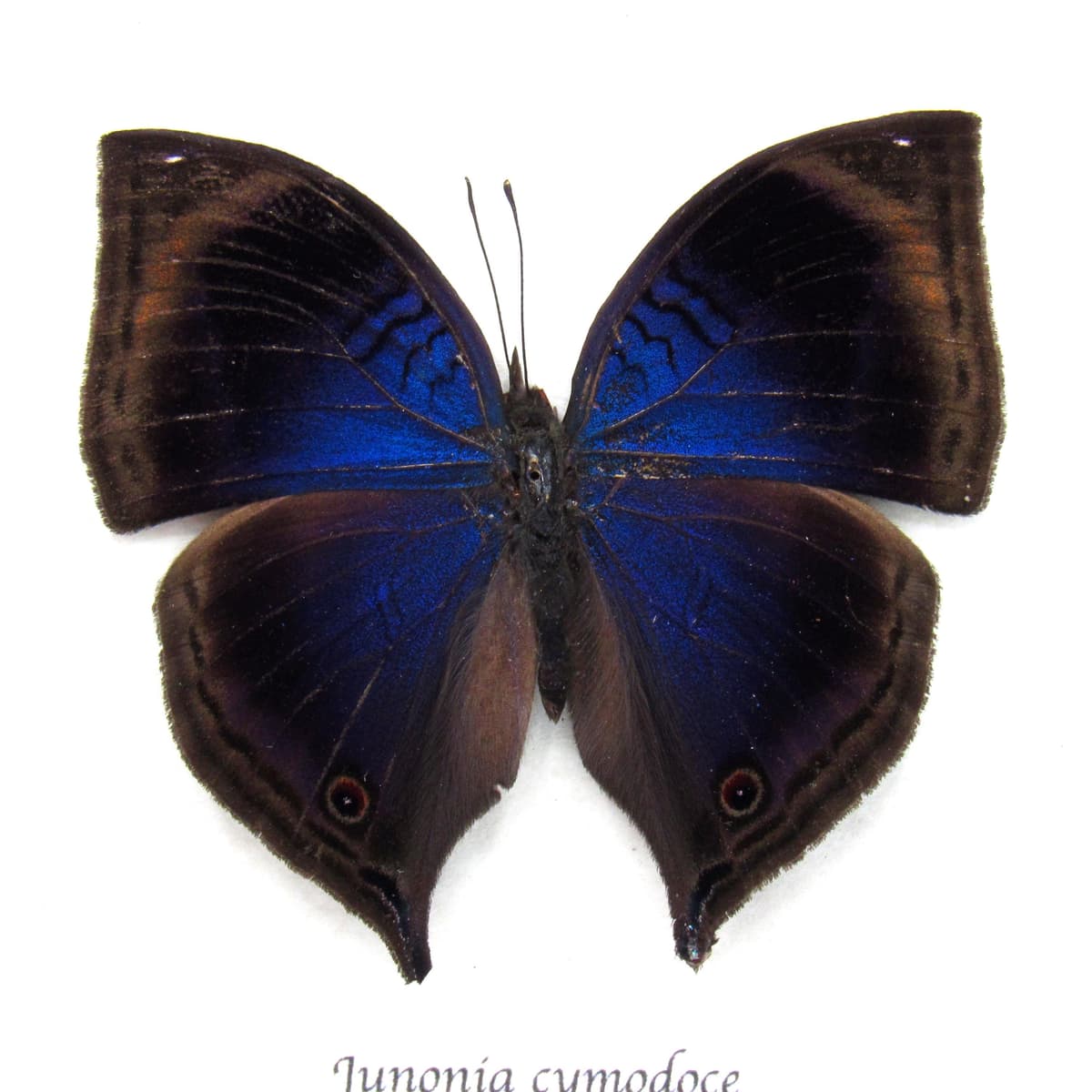 Rare Blue Leaf butterfly framed taxidermy - Junonia cymodoce