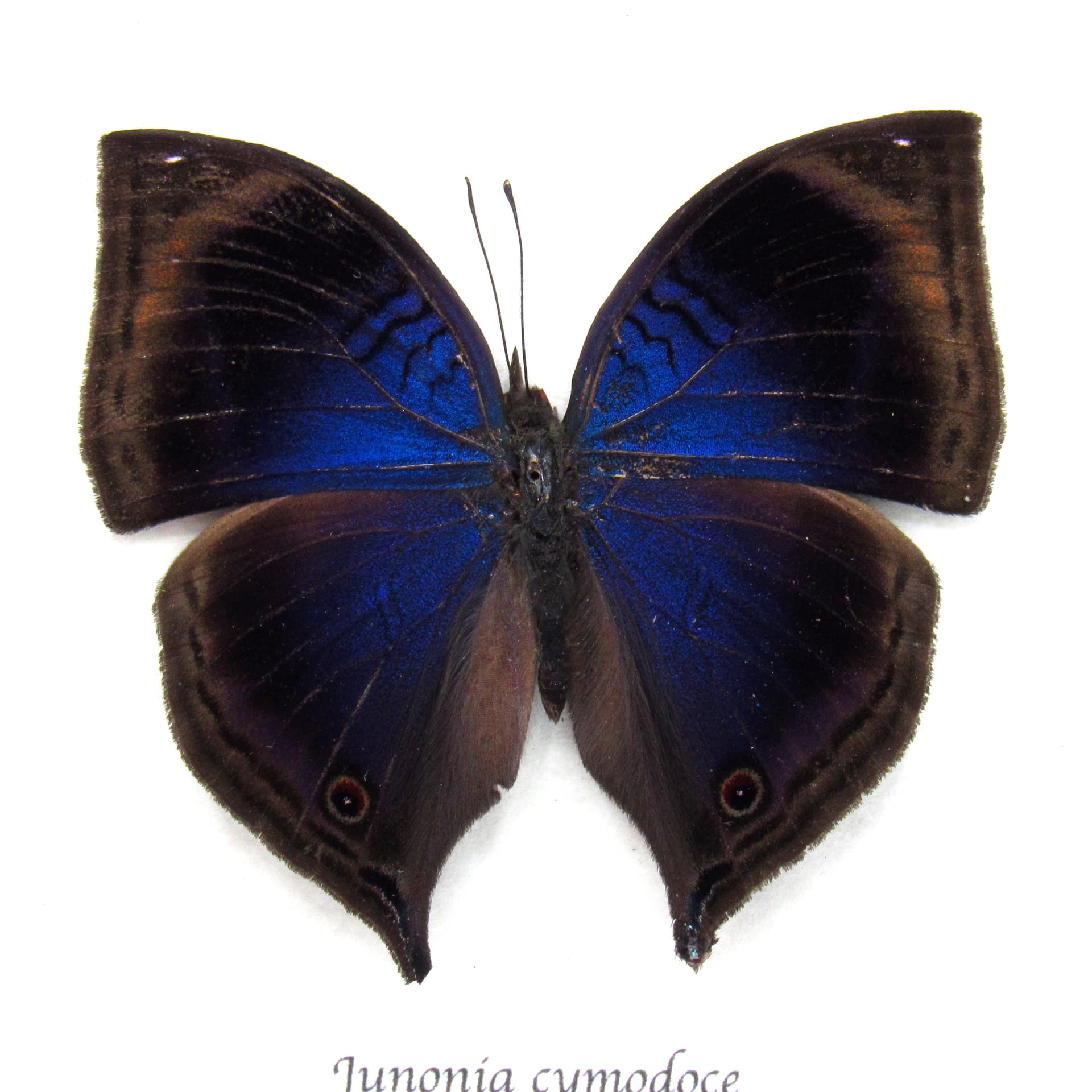 Rare Blue Leaf butterfly framed taxidermy - Junonia cymodoce