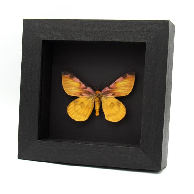 Real rare pink Western Sheep moth framed taxidermy - Hemileuca eglanterina - rare color form