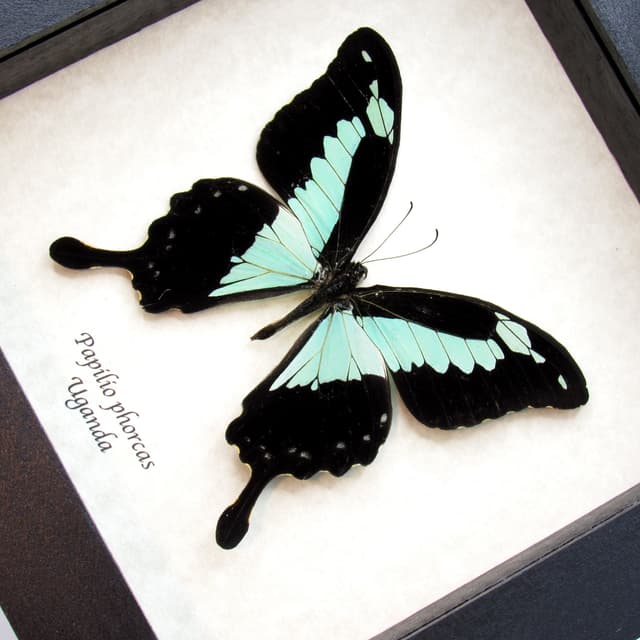 Real seafoam green butterfly framed taxidermy - Papilio phorcas