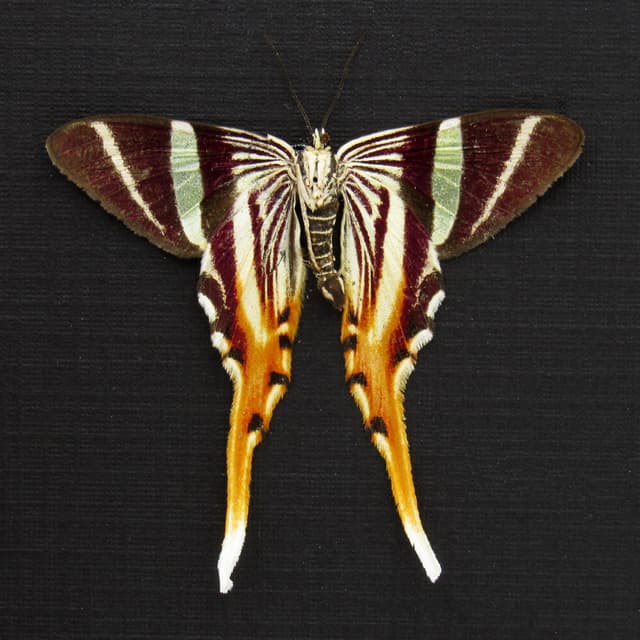 Rare Maroon Geometer moth framed taxidermy - Erateina staudingeri - Victorian mount