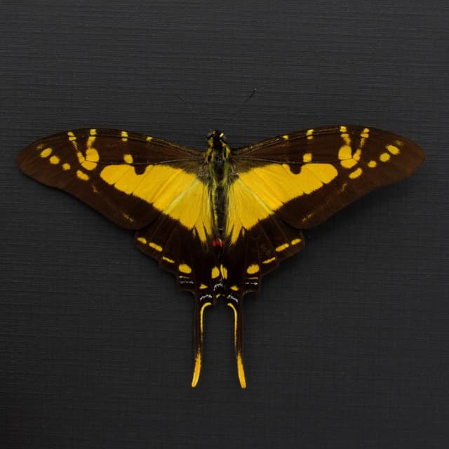 Real yellow Kite Swallowtail butterfly framed taxidermy - Eurytides thyastes - Victorian mount