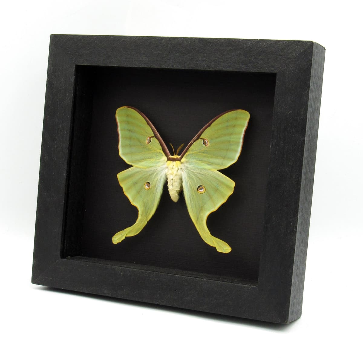 Real large Luna Moon moth framed taxidermy - Actias luna - spring form - female