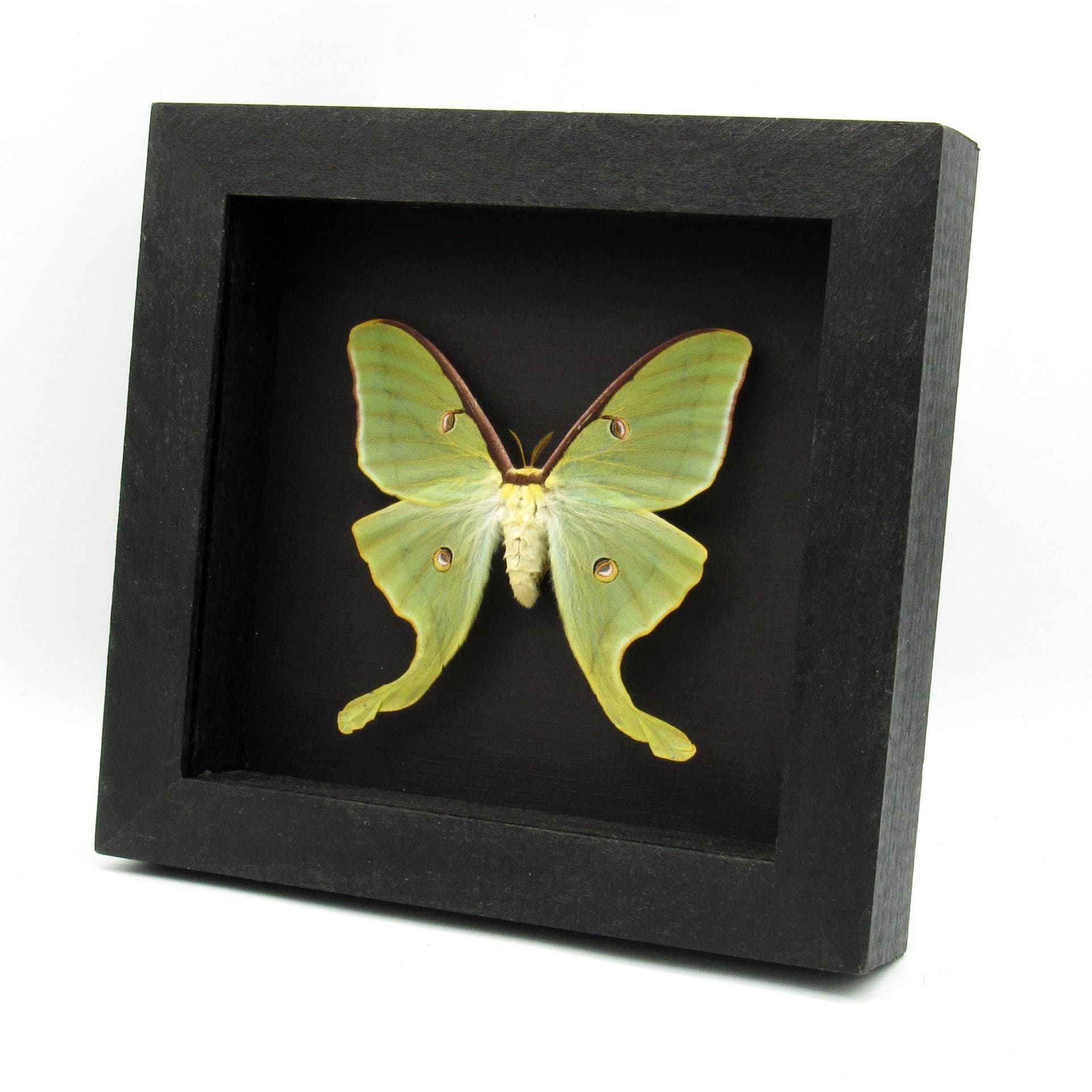 Real large Luna Moon moth framed taxidermy - Actias luna - spring form - female