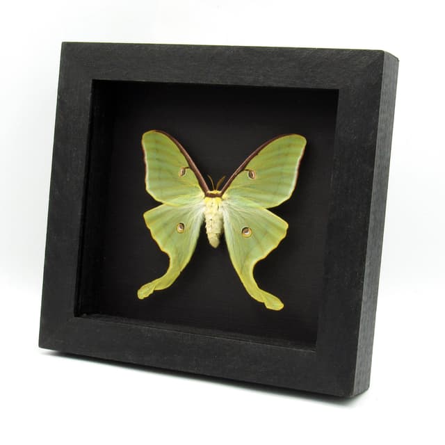 Real large Luna Moon moth framed taxidermy - Actias luna - spring form - female