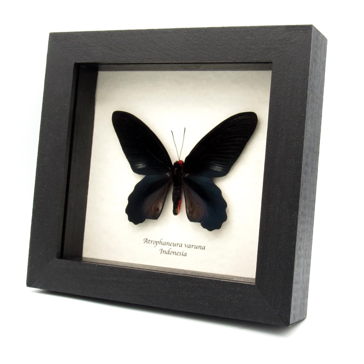 Real Black Batwing butterfly framed taxidermy - Atrophaneura varuna