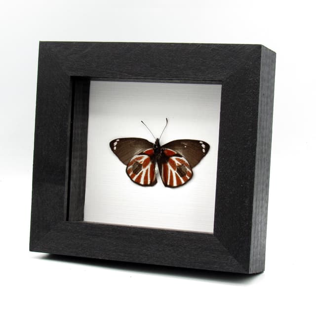 Rare Zebra Delias butterfly framed taxidermy - Delias nais zebra - Victorian mount - minor damage