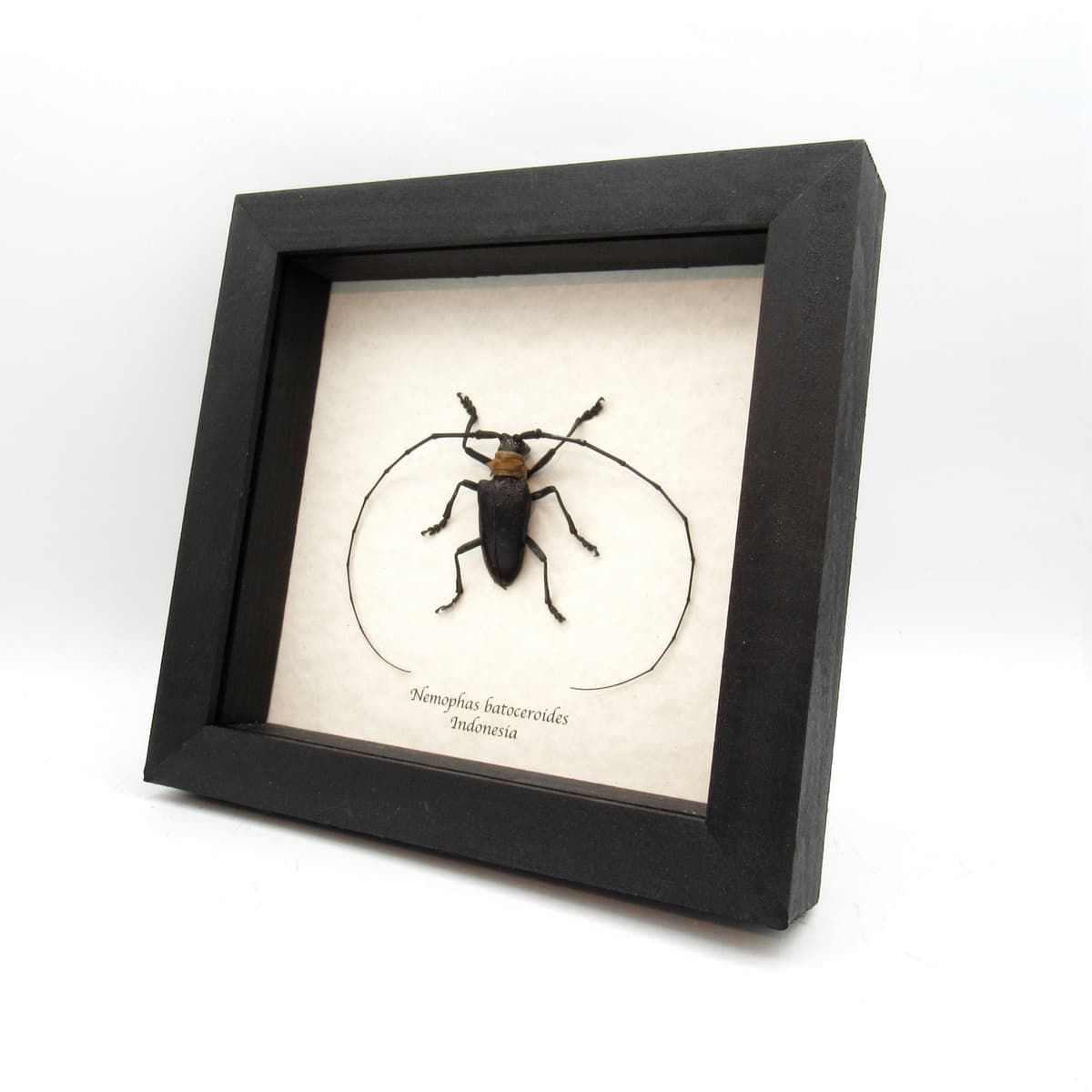 Real Longhorn beetle framed taxidermy - Nemophas batoceroides