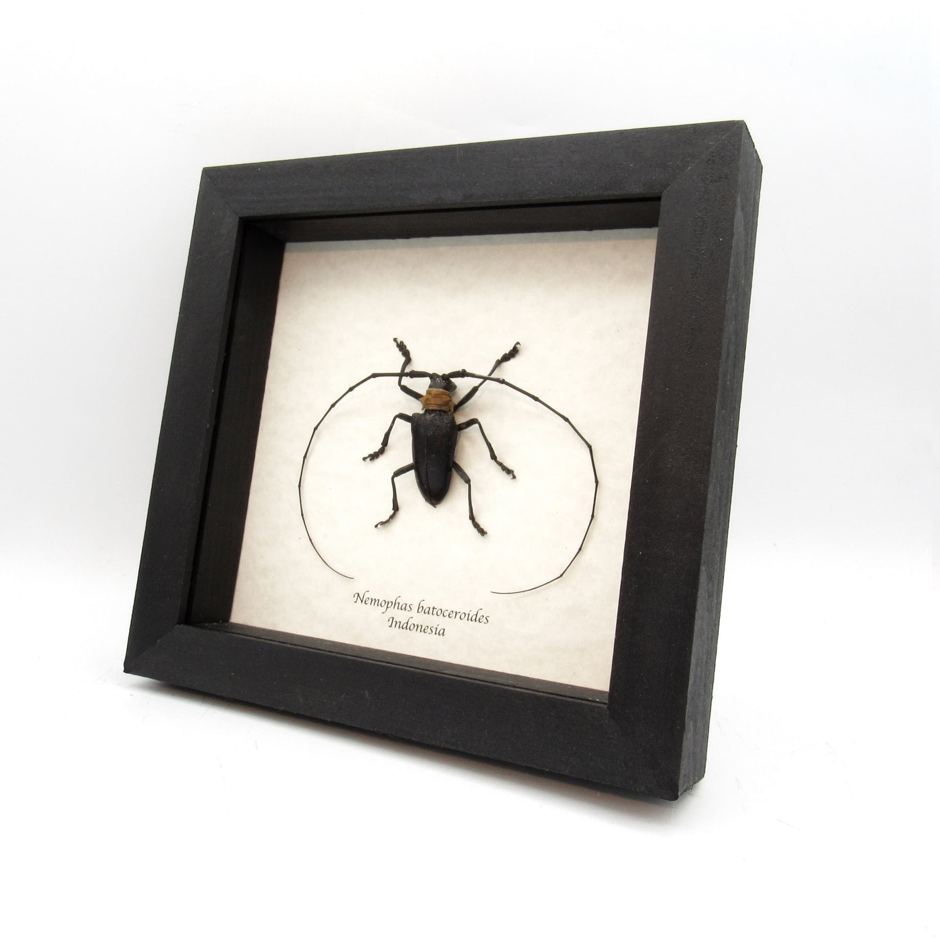 Real Longhorn beetle framed taxidermy - Nemophas batoceroides