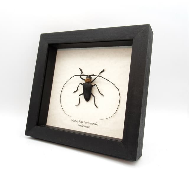 Real Longhorn beetle framed taxidermy - Nemophas batoceroides
