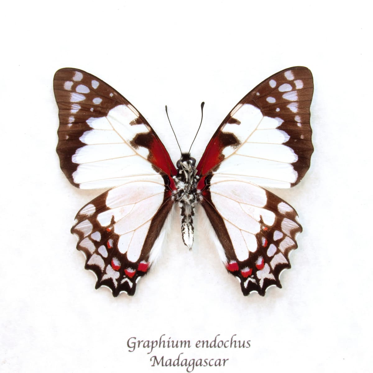 Real pale pink butterfly framed taxidermy - Graphium endochus