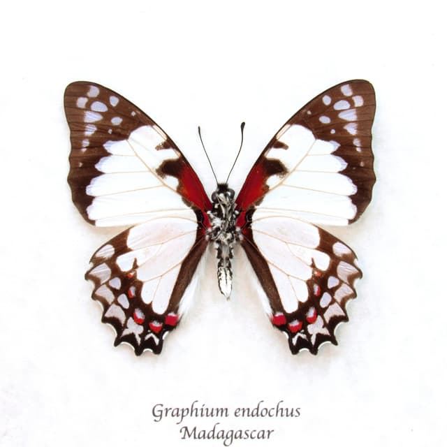 Real pale pink butterfly framed taxidermy - Graphium endochus