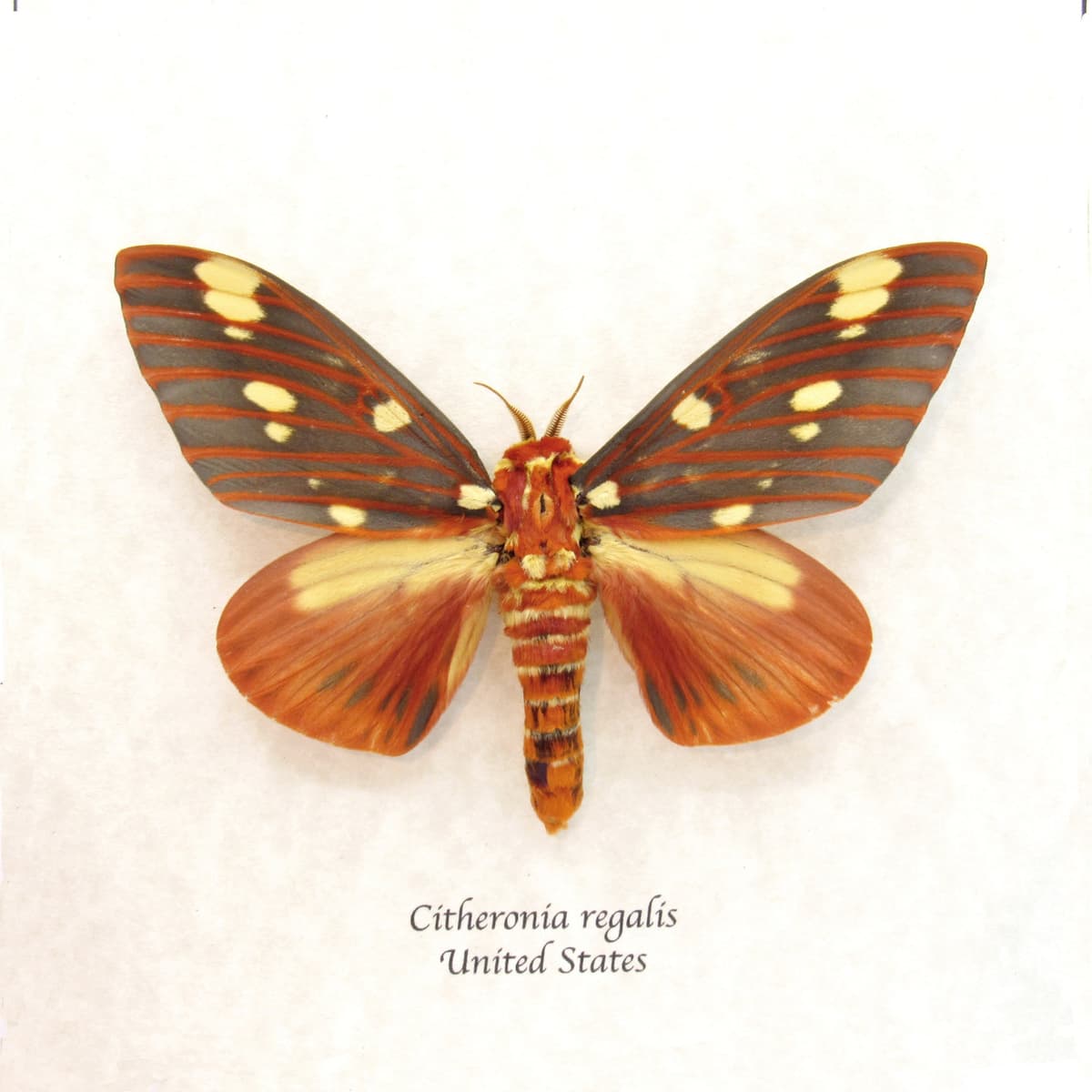 Real Royal Walnut moth framed taxidermy - Citheronia regalis