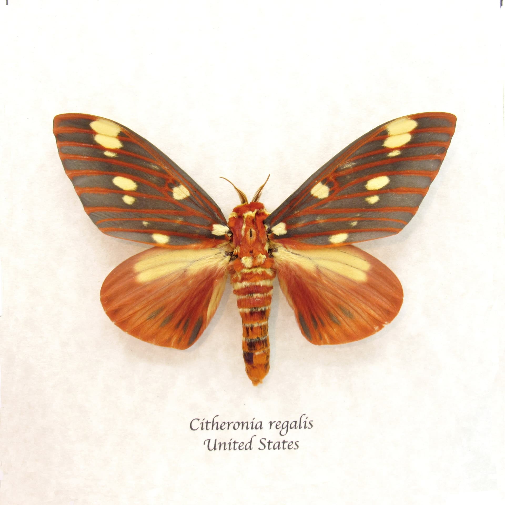 Real Royal Walnut moth framed taxidermy - Citheronia regalis