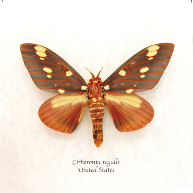 Real Royal Walnut moth framed taxidermy - Citheronia regalis