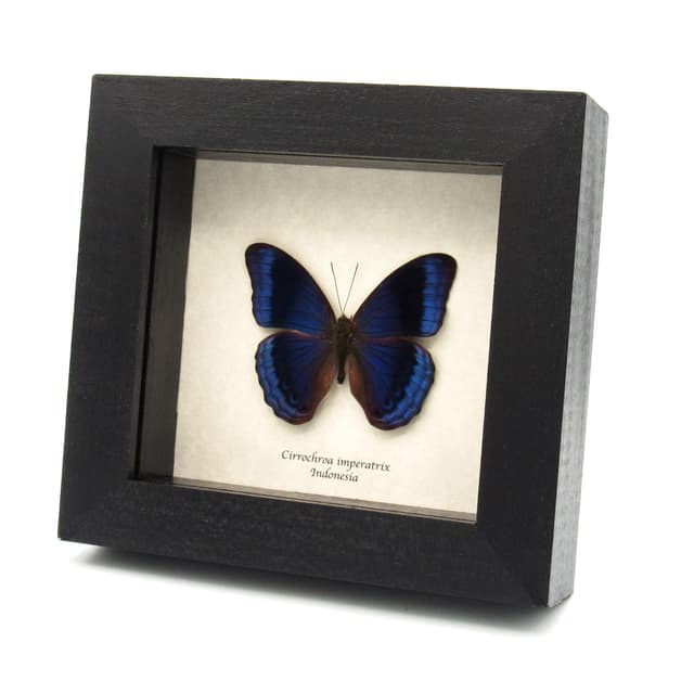 Rare blue butterfly framed specimen - Cirrochroa imperatrix