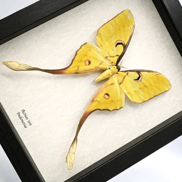 Rare Sulawesi Moon Moth framed taxidermy - Actias isis - female - minor damage