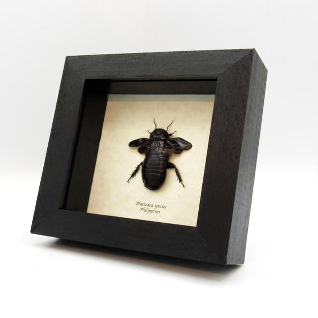 Real large Cockroach framed taxidermy - Blattodea species