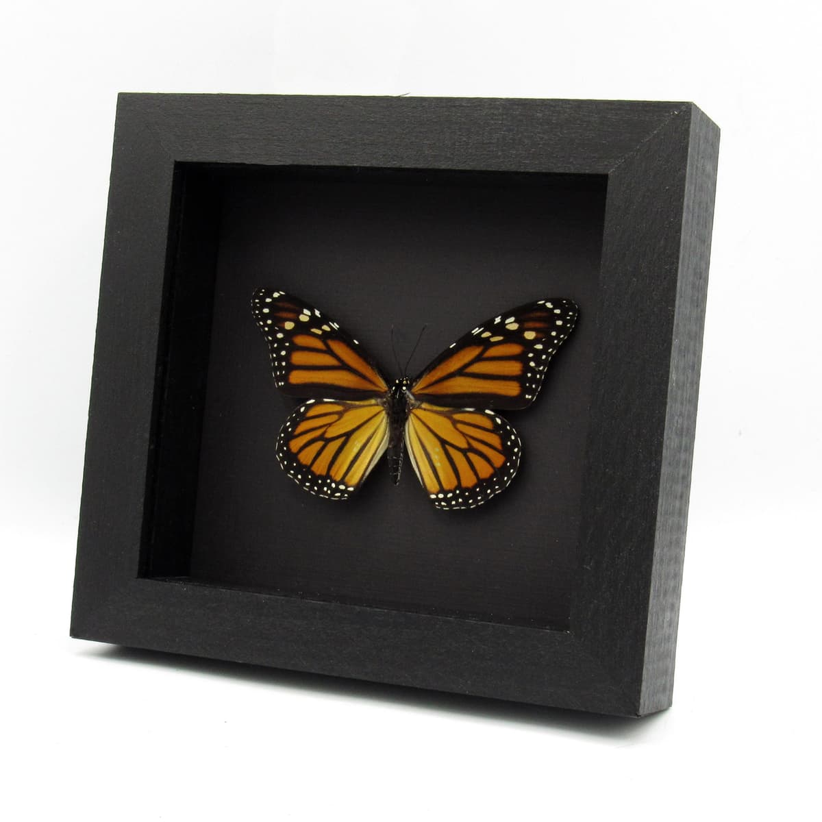 Real XL Monarch framed taxidermy butterfly - Danaus plexippus