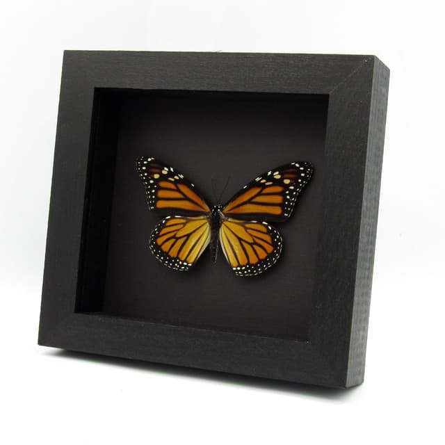 Real XL Monarch framed taxidermy butterfly - Danaus plexippus