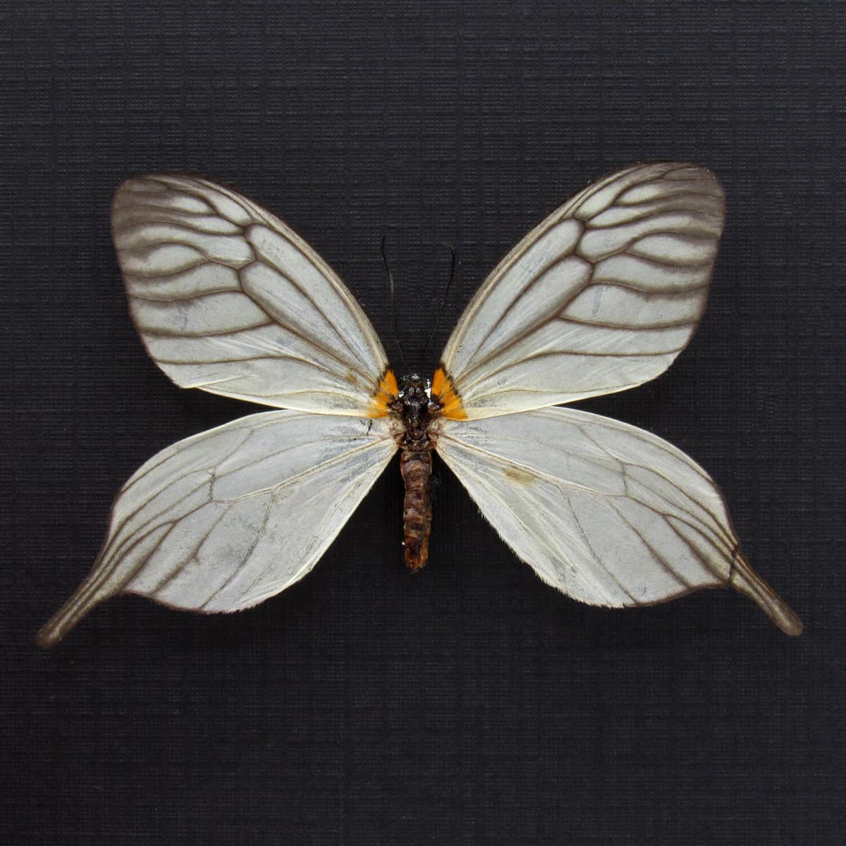 Rare White Tailed Zygaenid moth framed taxidermy - Elcysma westwoodi