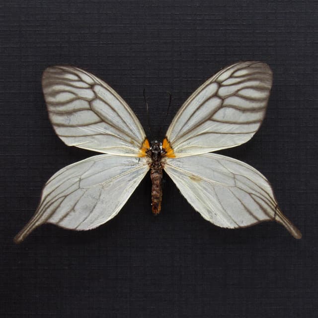 Rare White Tailed Zygaenid moth framed taxidermy - Elcysma westwoodi