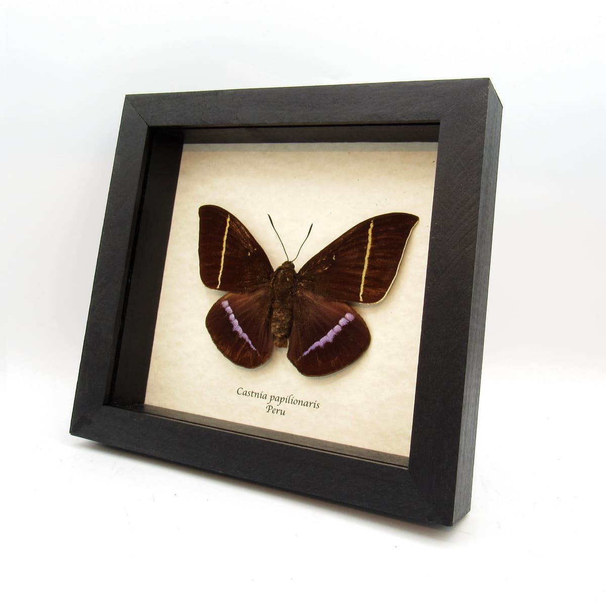 Very rare XL lavender Castnia moth framed taxidermy - Castnia papilionaris - female