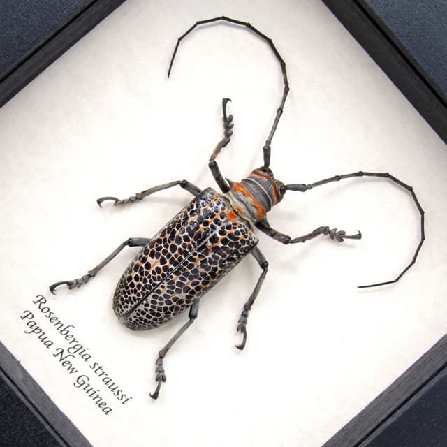 Rare Longhorn beetle framed taxidermy - Rosenbergia straussi - XL female