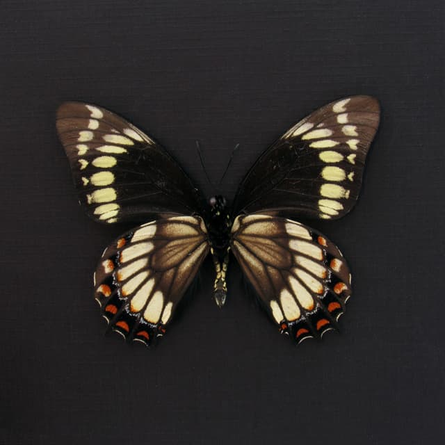 Rare black butterfly framed taxidermy - Papilio scamander - large female
