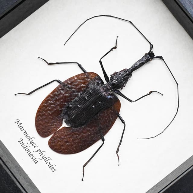 Real large Violin beetle framed taxidermy - Marmolyce phyllodes