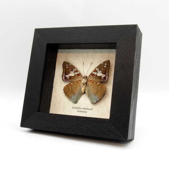 Real butterfly framed taxidermy - Euthalia whiteheadi - female