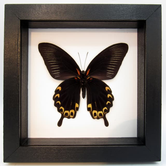 Real large yellow Swallowtail butterfly framed taxidermy - Papilio deiphobus
