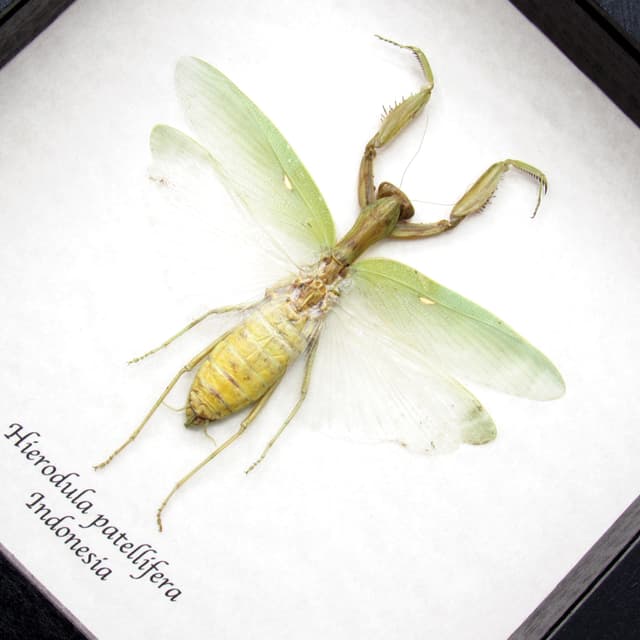 Real large Praying Mantis framed taxidermy - Hierodula patellifera - female