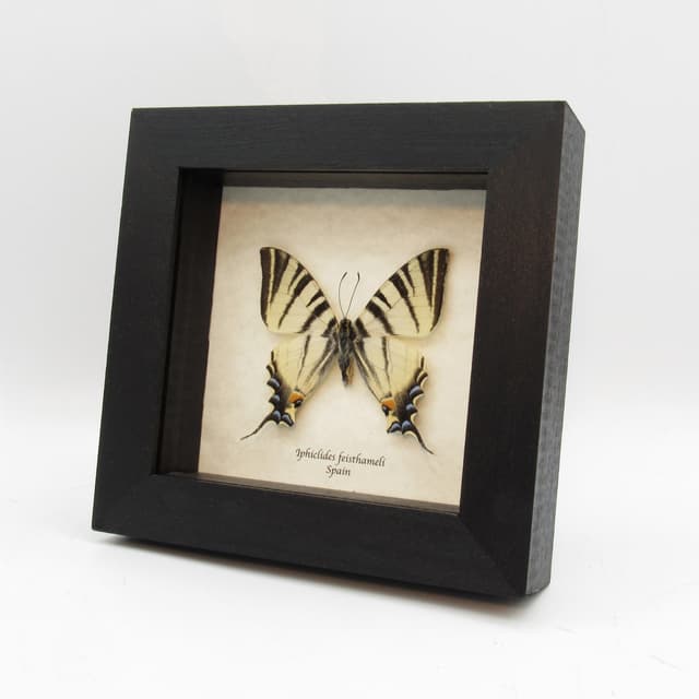 Real Southern Scarce Swallowtail butterfly framed taxidermy - Iphiclides feisthameli - female