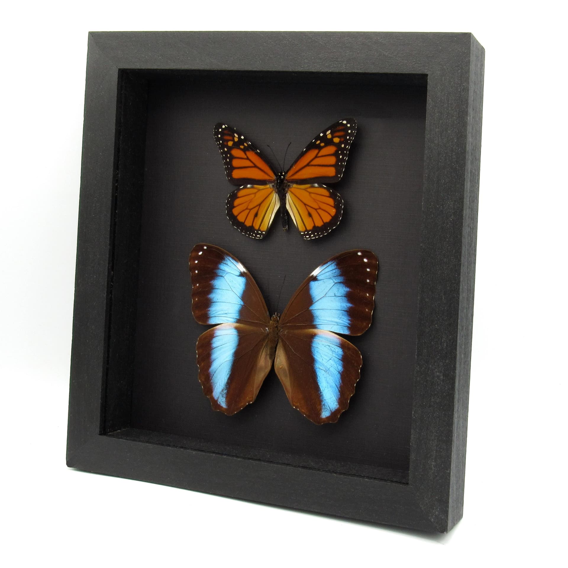 Real Blue Morpho and Monarch butterflies framed specimens - Morpho achilles + Danaus plexippus