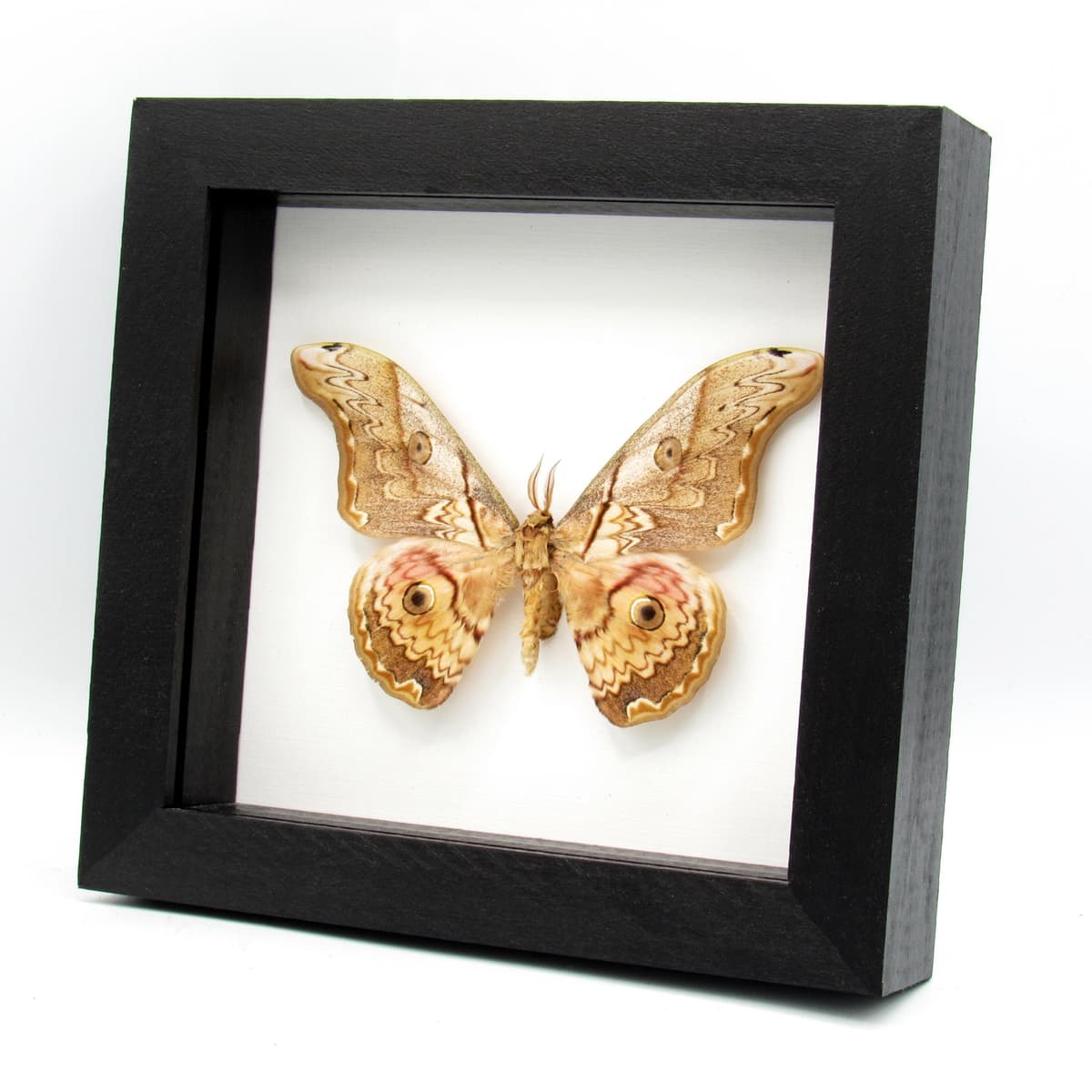Rare Saturn moth framed taxidermy - Caligula thibeta