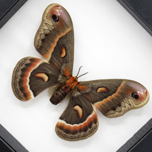 Real XL Cecropia moth framed taxidermy - Hyalophora cecropia - female