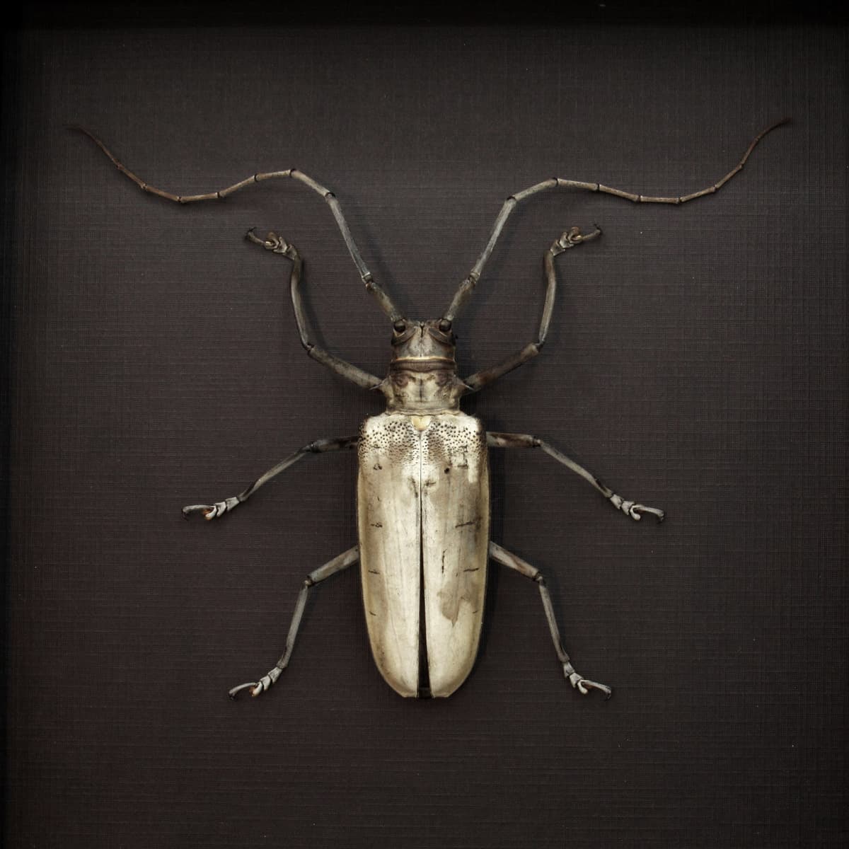 Rare XL Long Horn beetle framed taxidermy - Batocera hercules
