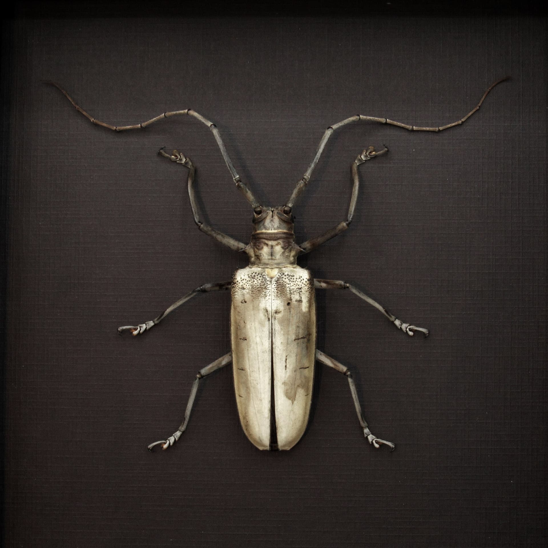 Rare XL Long Horn beetle framed taxidermy - Batocera hercules