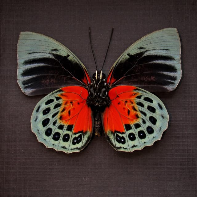 Rare red Brushfooted butterfly framed taxidermy - Agrias beata