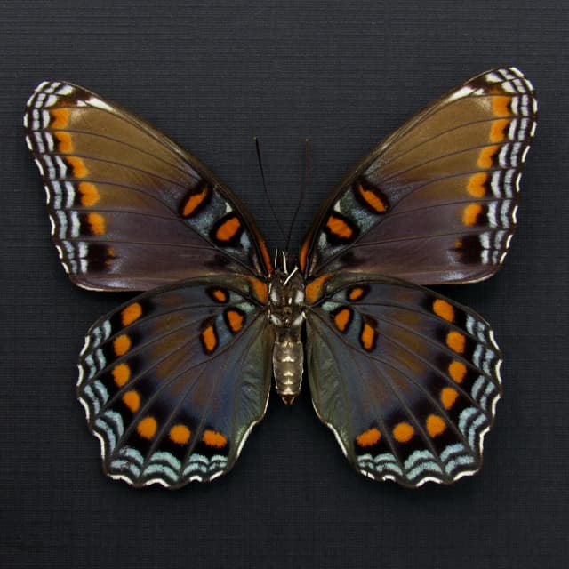 Large female "Red-spotted Purple" butterfly framed taxidermy - Limenitis arthemis astyanax - 2