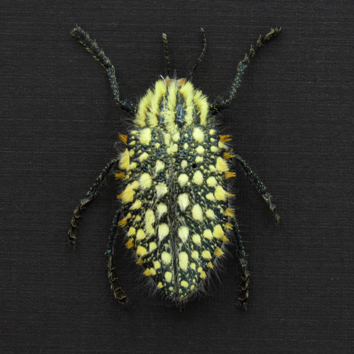 Very rare real hairy blue Jewel beetle framed taxidermy - Julodis hirsuta
