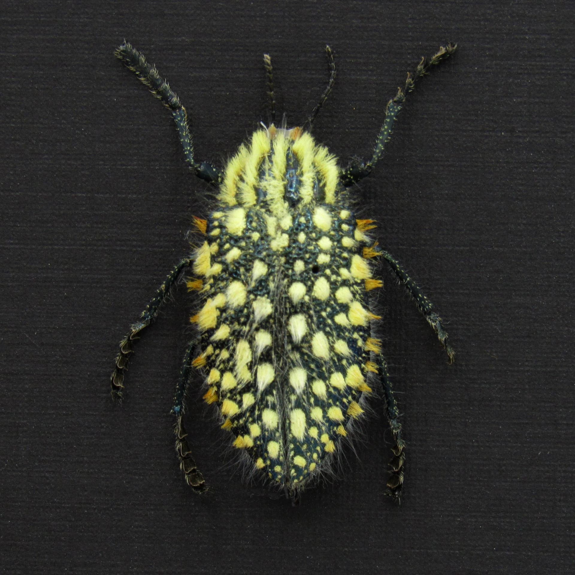 Very rare real hairy blue Jewel beetle framed taxidermy - Julodis hirsuta