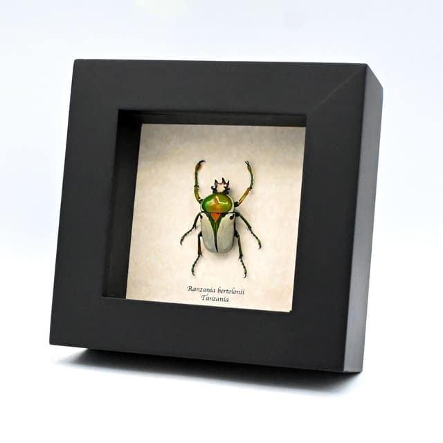 Real green flower beetle framed taxidermy - Ranzania bertolonii